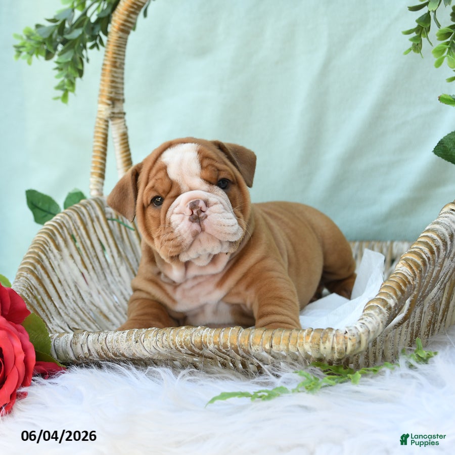 English Bulldog dogs for sale: Diesel - Ad 2