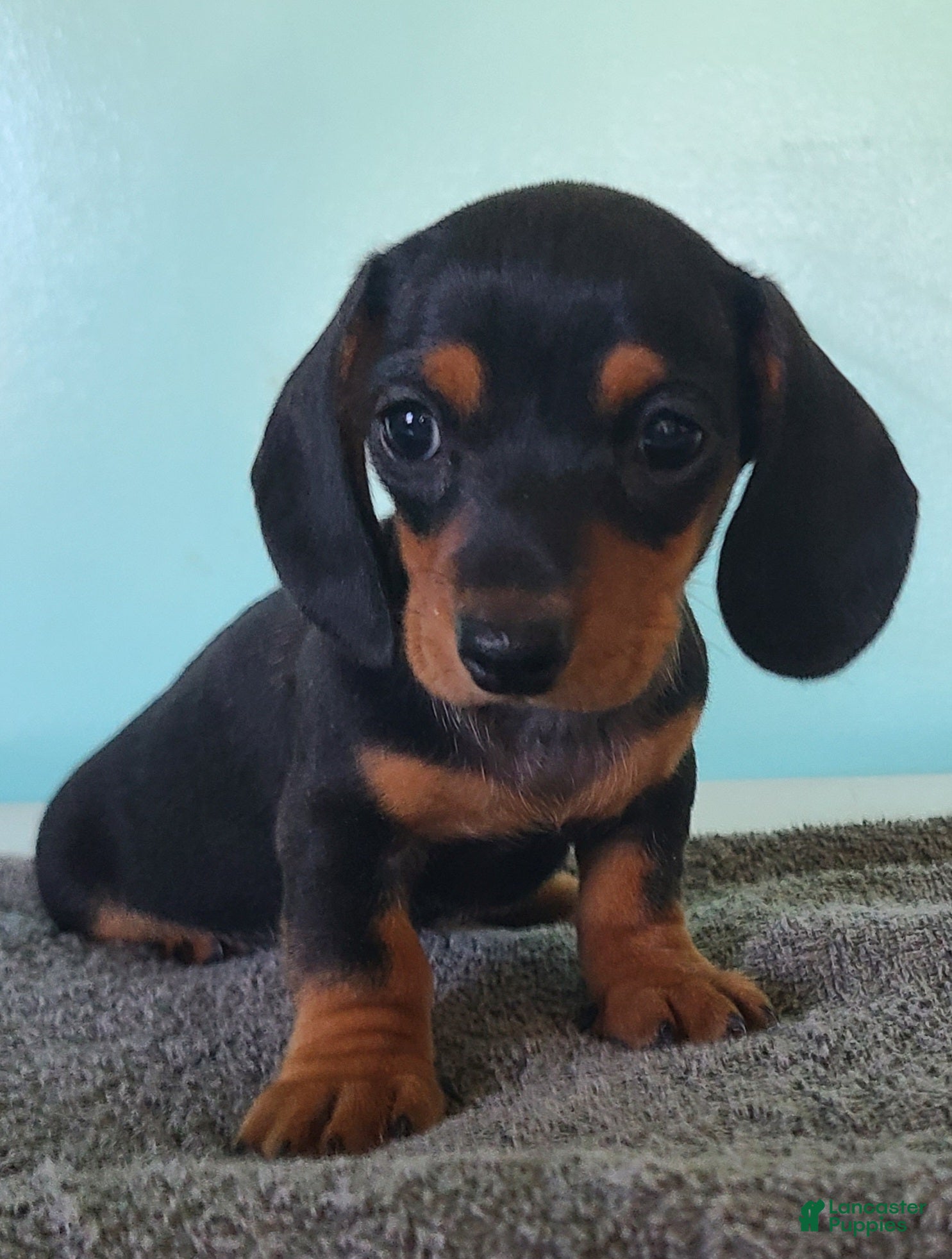 Miniature Dachshund dogs Gemma - Ad 1