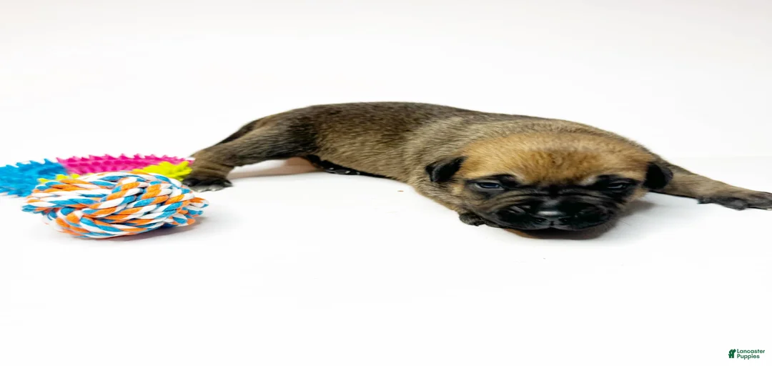 Gallery Image {{count}}