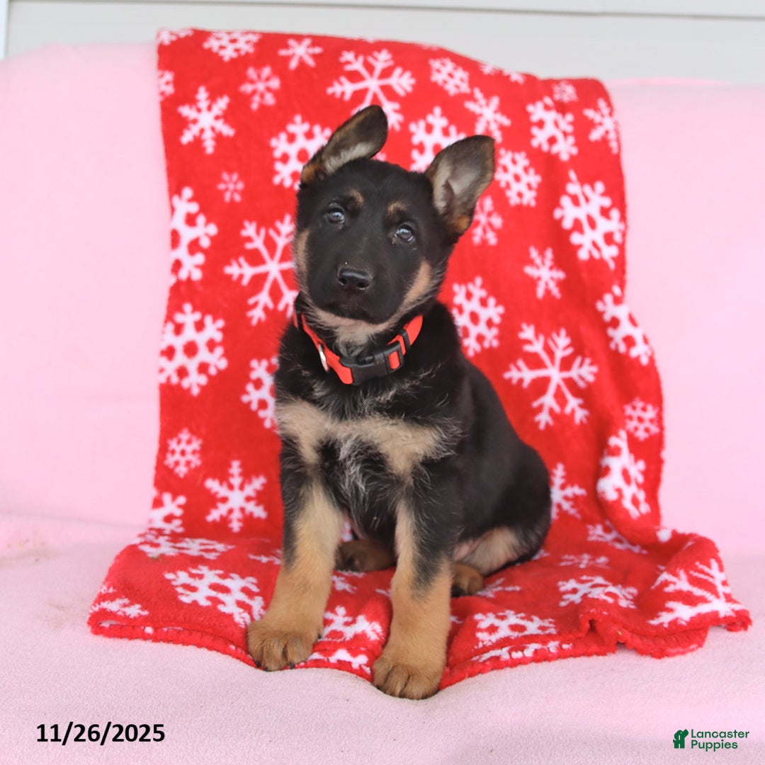 German Shepherd dogs for sale: Cindy - Ad 3