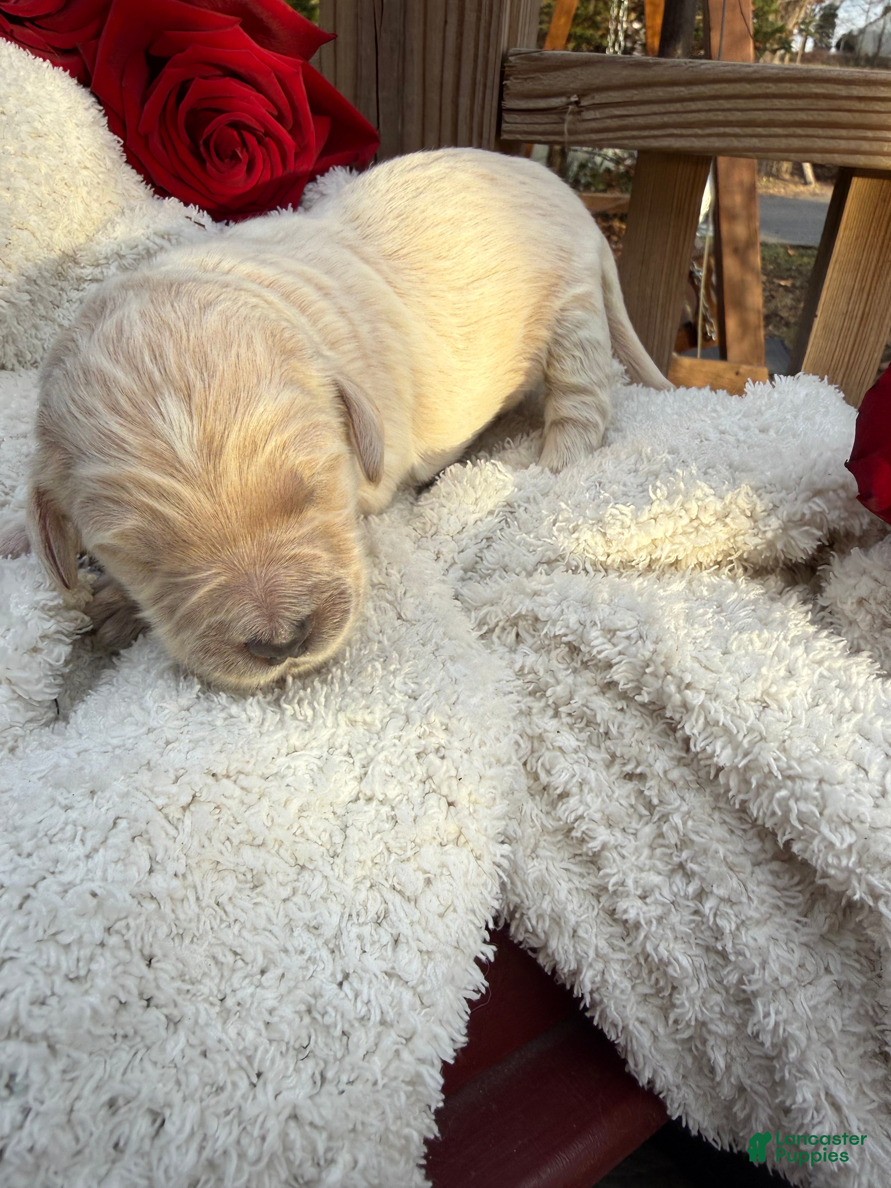 Goldendoodle dogs Cloud  - Ad 40