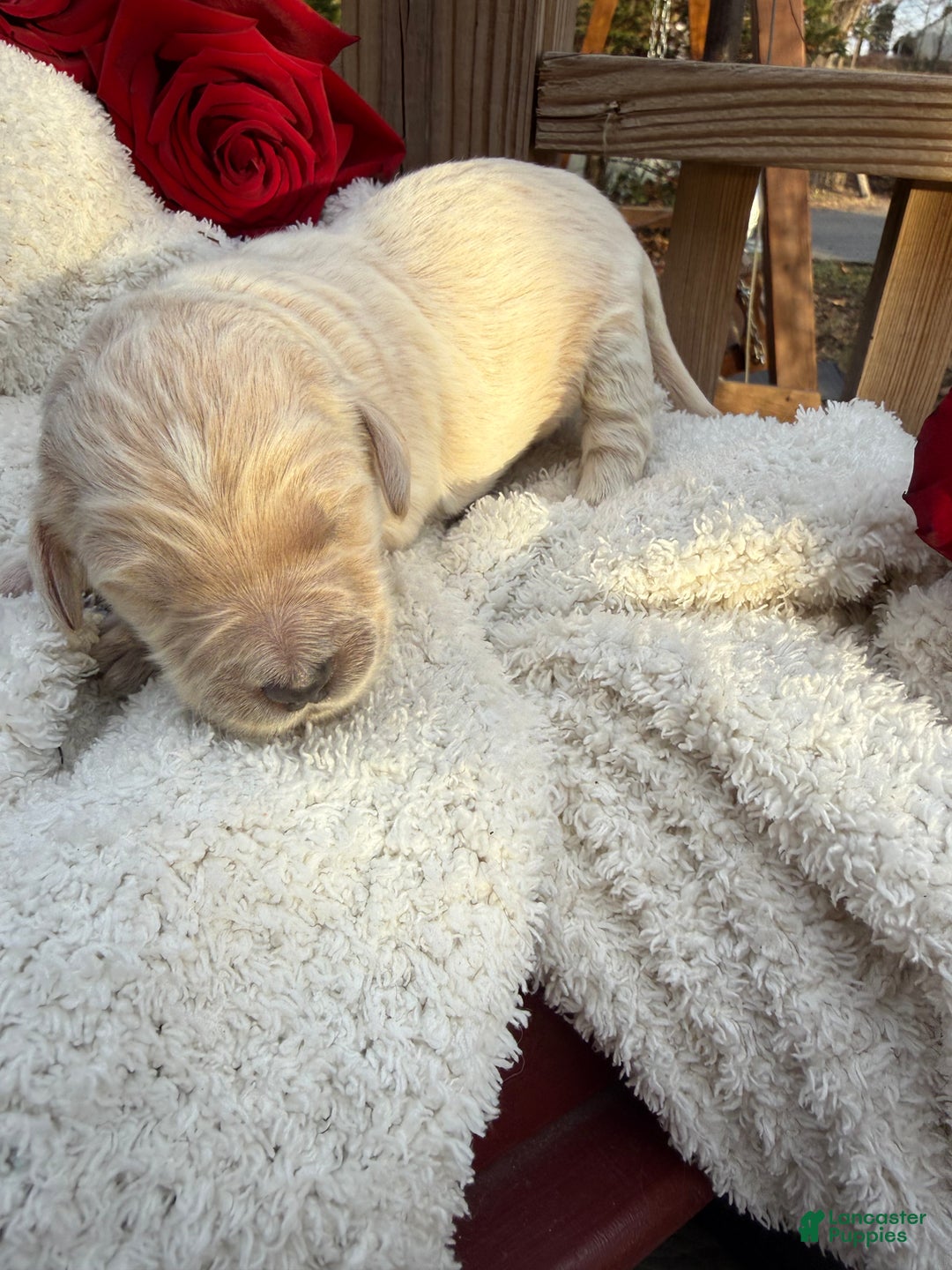 Goldendoodle dogs for sale: Coal - Ad 5