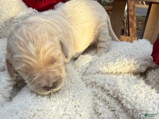 Goldendoodle dogs Cloud - Ad 34
