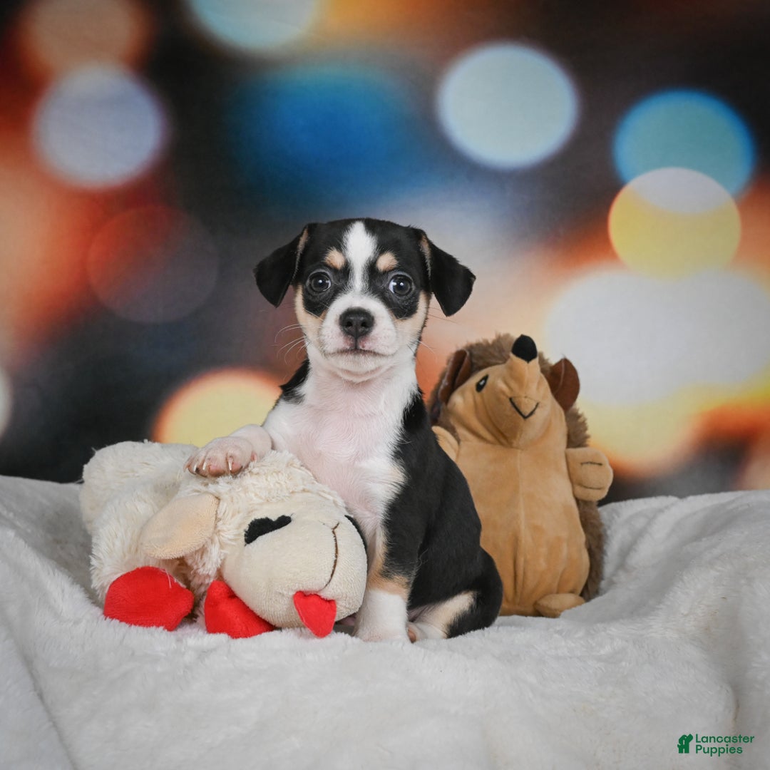 Chihuahua dogs for sale: Glen - Ad 5