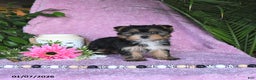 Yorkshire Terrier dogs for sale: Nicole - Ad 5