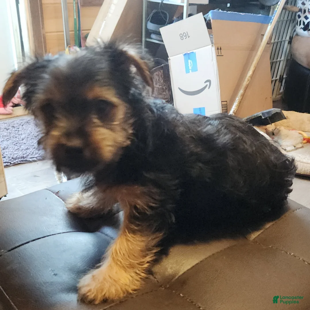 Yorkshire Terrier dogs for sale: Bluebell - Ad 2