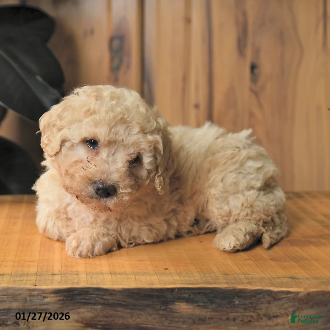Miniature Poodle dogs for sale: Blubber - Ad 4