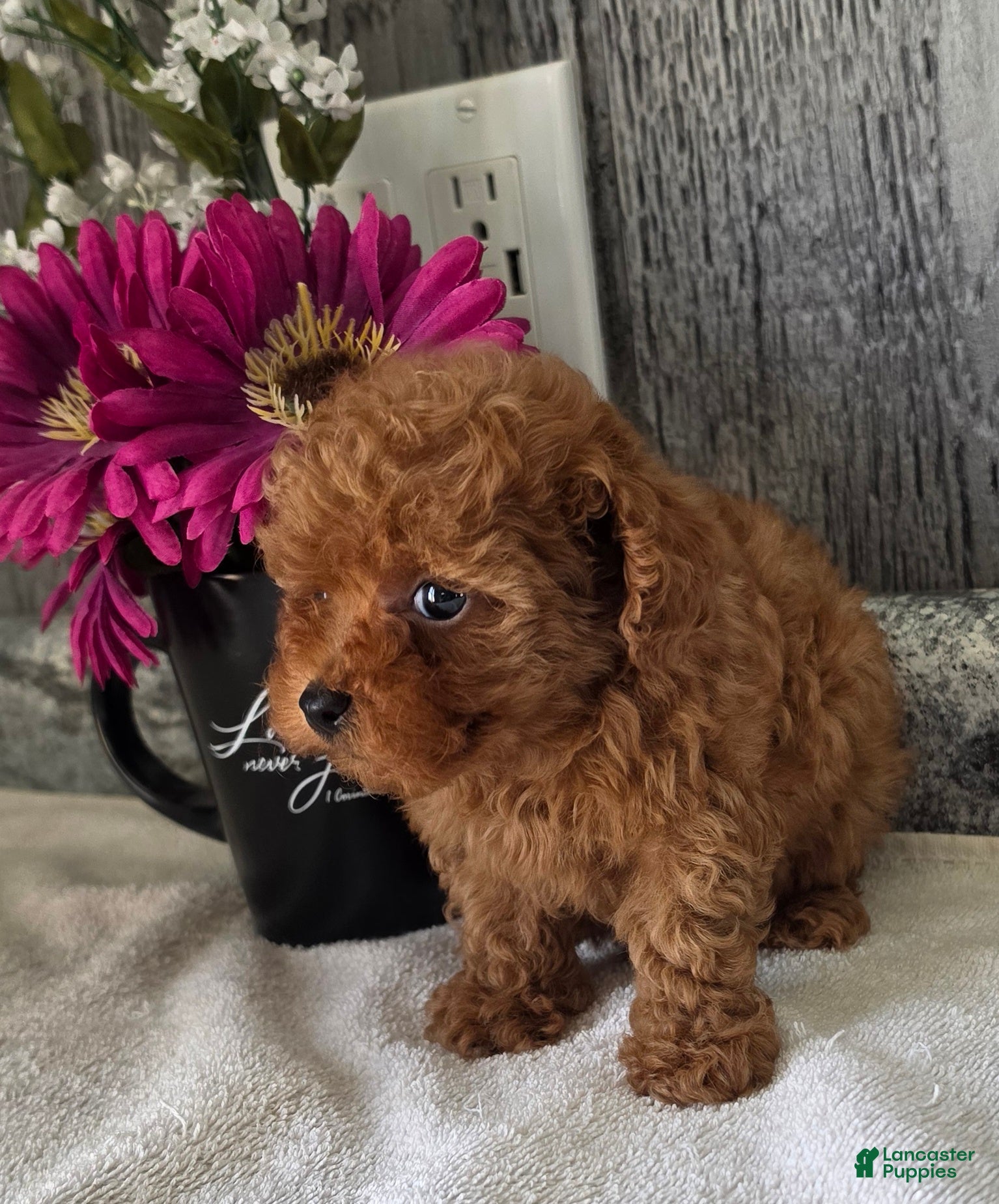 Toy Poodle dogs Paul - Ad 2