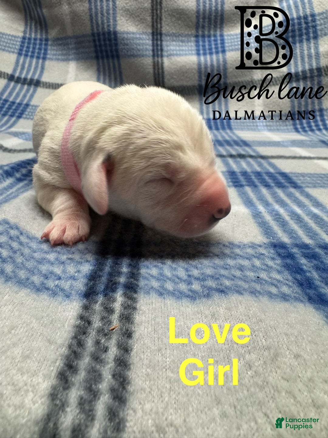 Dalmatian dogs for sale: Love  - Ad 1