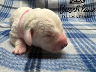 Dalmatian dogs Love - Ad 6