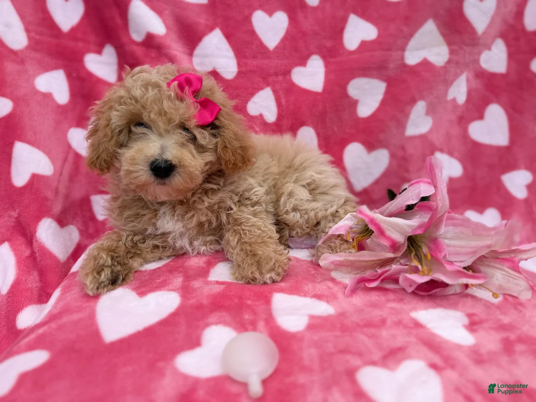 Bichpoo dogs for sale: Pepper - Ad 7