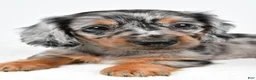 Miniature Dachshund dogs for sale: Lola - Ad 7