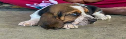 Basset Hound dogs for sale: Sophie - Ad 2