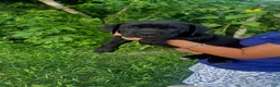 Cane Corso dogs for sale: Cane Corso 1 - Ad 1