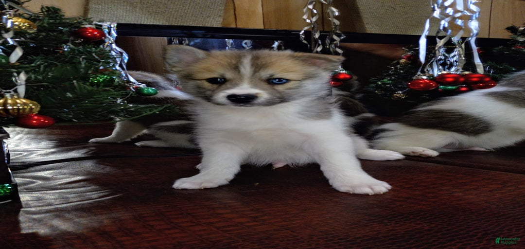 Gallery Image {{count}}