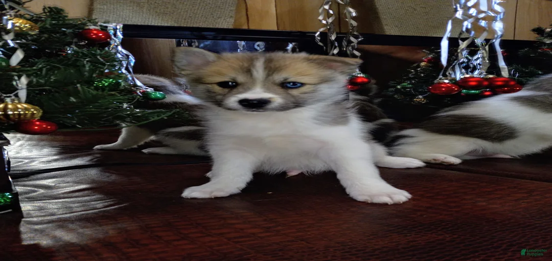 Gallery Image {{count}}