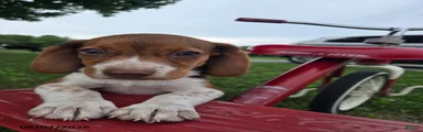 Pippi