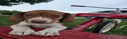 Beagle dogs for sale: Pippi - Ad 1