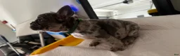 French Bulldog dogs for sale: Biggie - Ad 3
