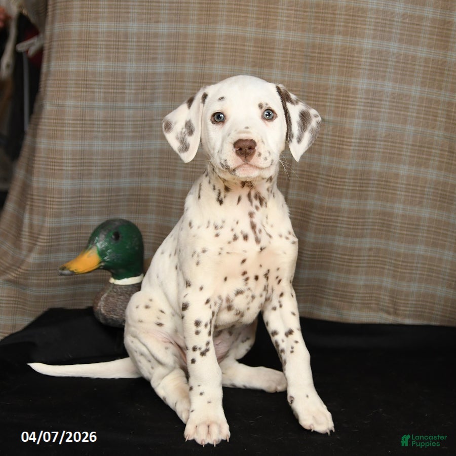 Dalmatian dogs Donut - Ad 1