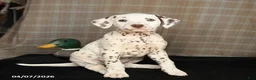 Dalmatian dogs for sale: Donut - Ad 1
