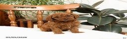 Mini Goldendoodle dogs for sale: Allie - Ad 4