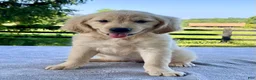 Golden Retriever dogs for sale: Opal - Ad 3