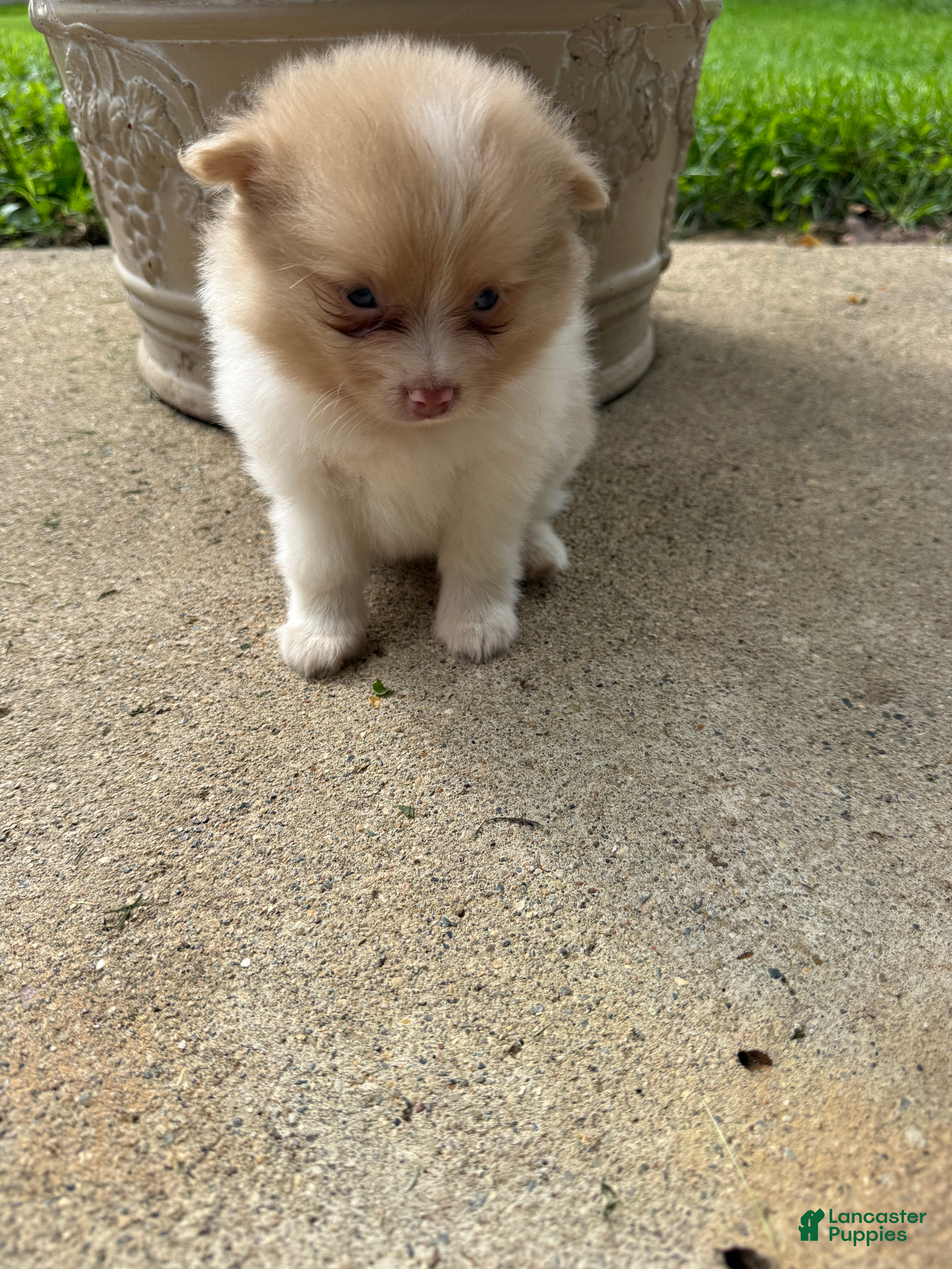 Pomeranian dogs Andy - Ad 2