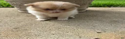 Pomeranian dogs for sale: Andy - Ad 3