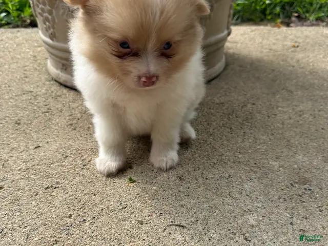Pomeranian dogs for sale: Andy - Ad 2