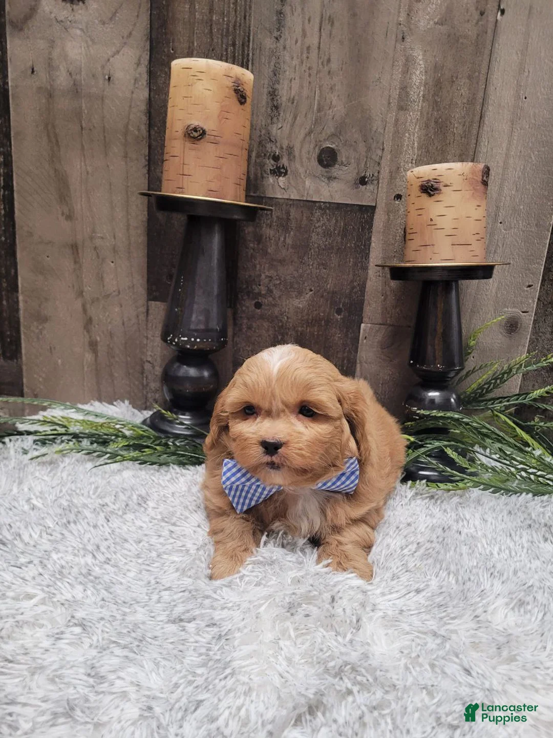 Pekapoo dogs for sale: Wilbur - Ad 3