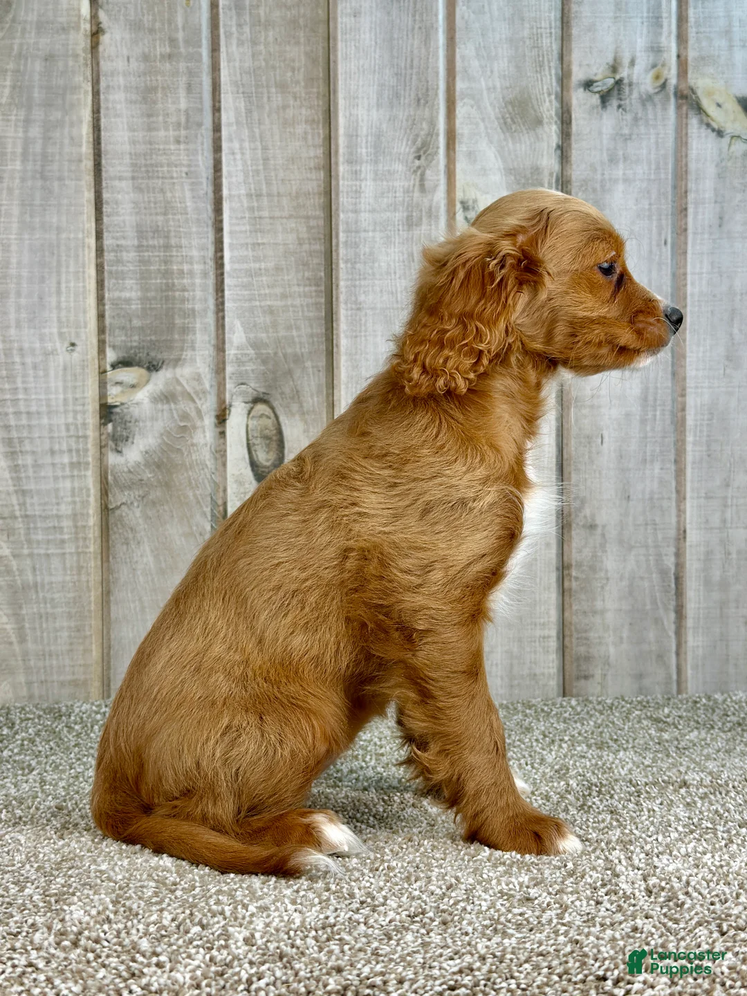 Cavapoo dogs for sale: Girl Dotty - 4936 - Ad 6