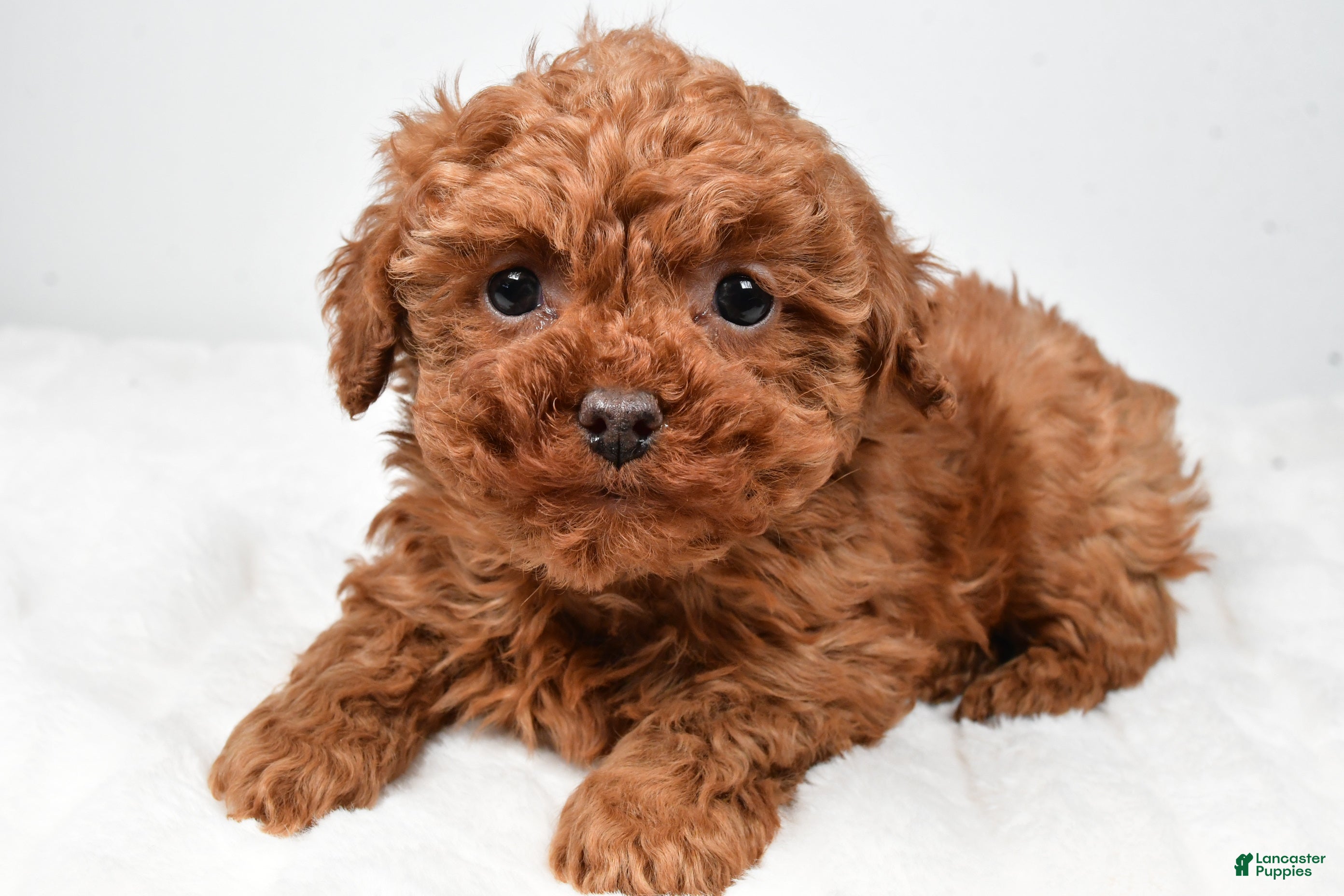 Cavapoo dogs Rebecca - Ad 1