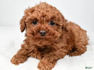 Cavapoo dogs Rebecca - Ad 1