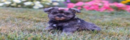Miniature Schnauzer dogs for sale: Millie - Ad 9