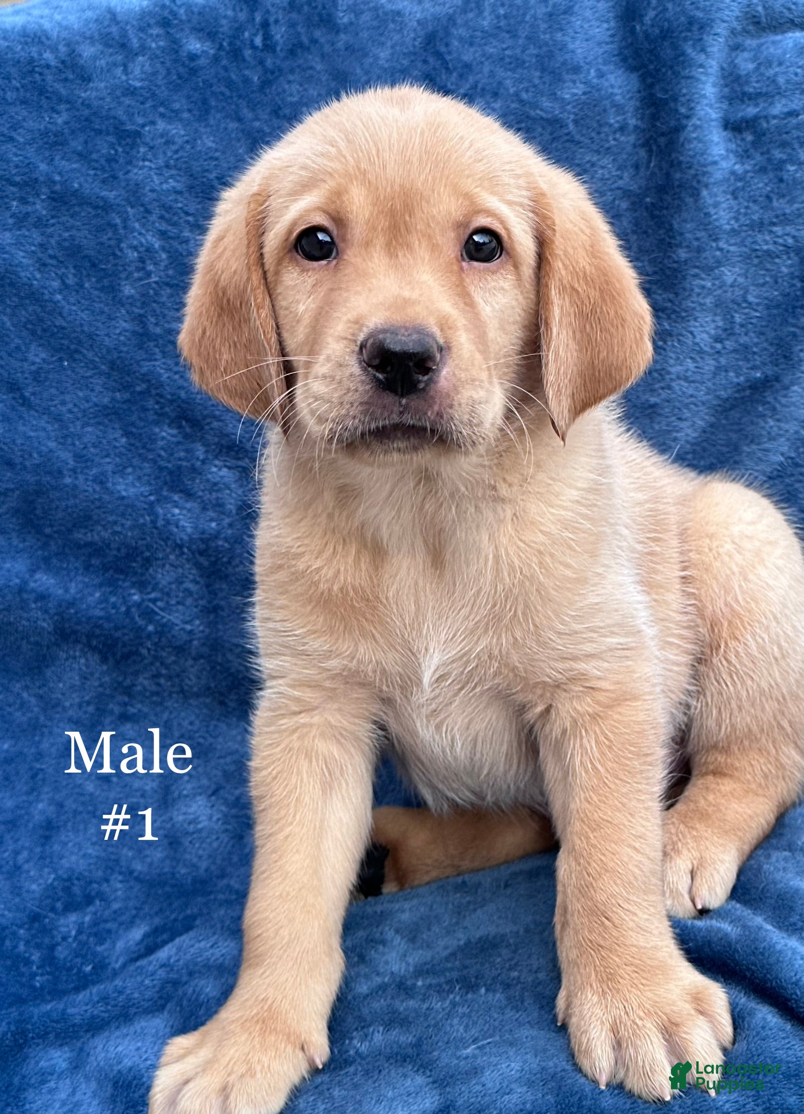 Labrador Retriever dogs Male #1 aka first born  - Ad 1