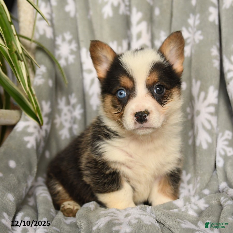 Welsh Corgi Pembroke dogs Callie - Ad 4