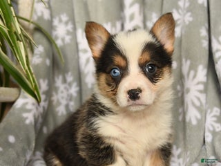 Welsh Corgi Pembroke dogs Callie - Ad 3