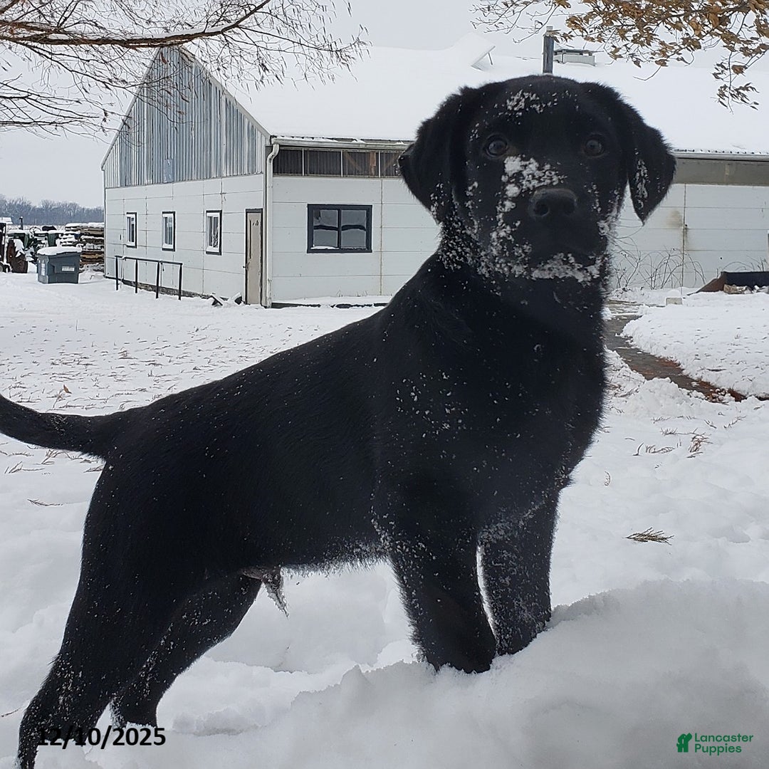 Labrador Retriever dogs for sale: Baxter - Ad 2