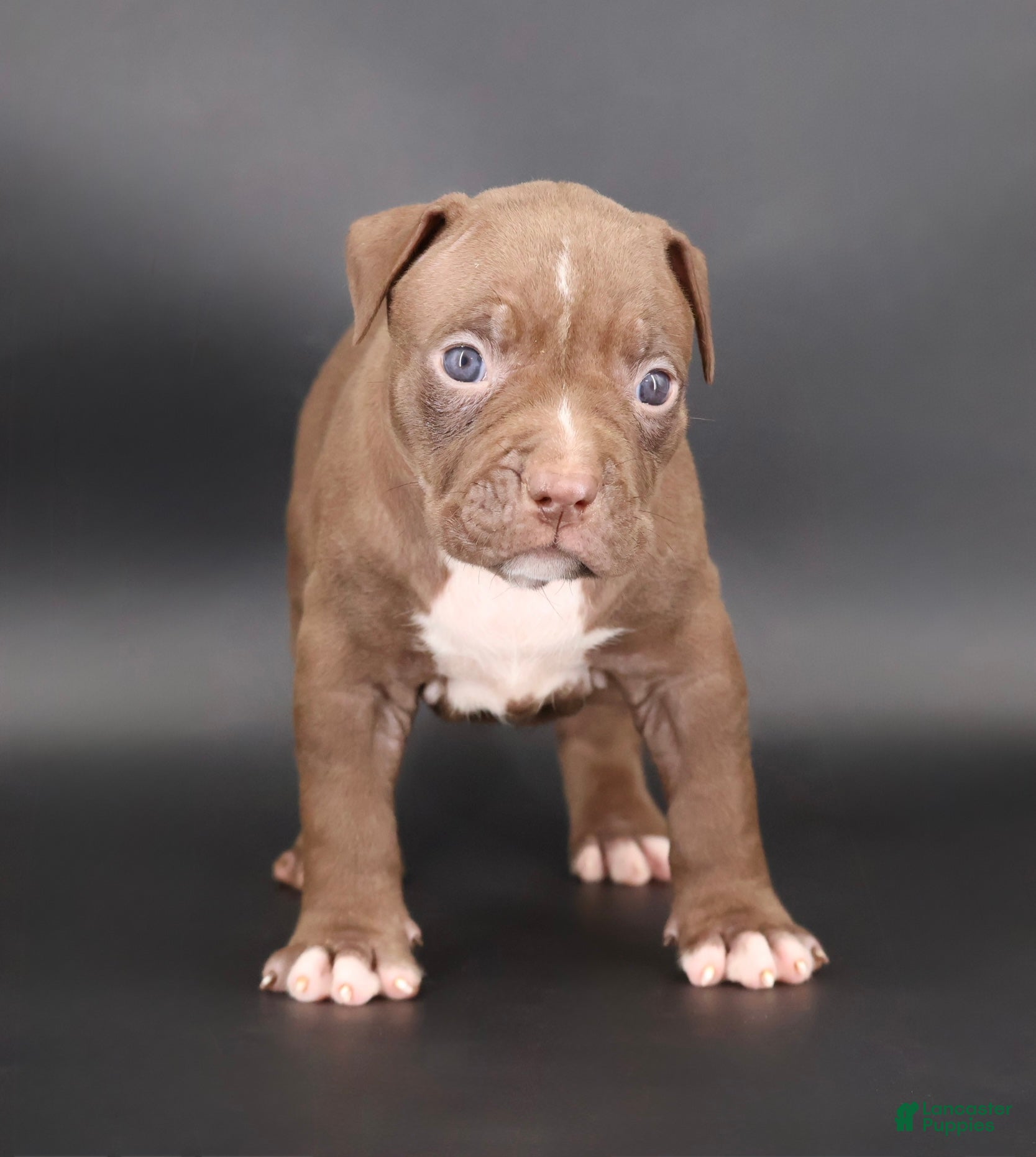 American Bully dogs Zara - XL - ABKC - Ad 1