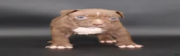 American Bully dogs for sale: Zara - XL - ABKC - Ad 3