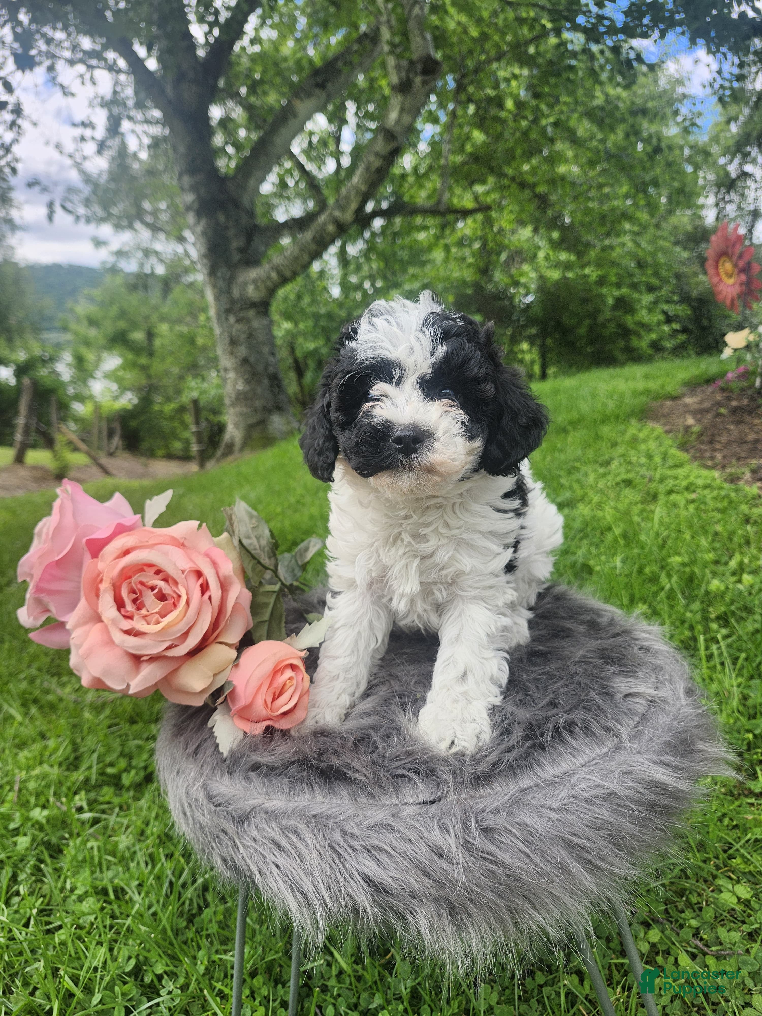 Cavapoo dogs Rosie - Ad 2