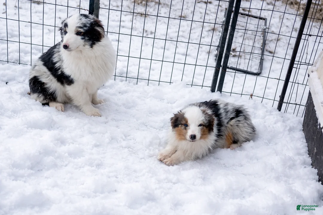 Miniature Australian Shepherd dogs for sale: Miniature Australian Shepherd Puppy 2 - Ad 2