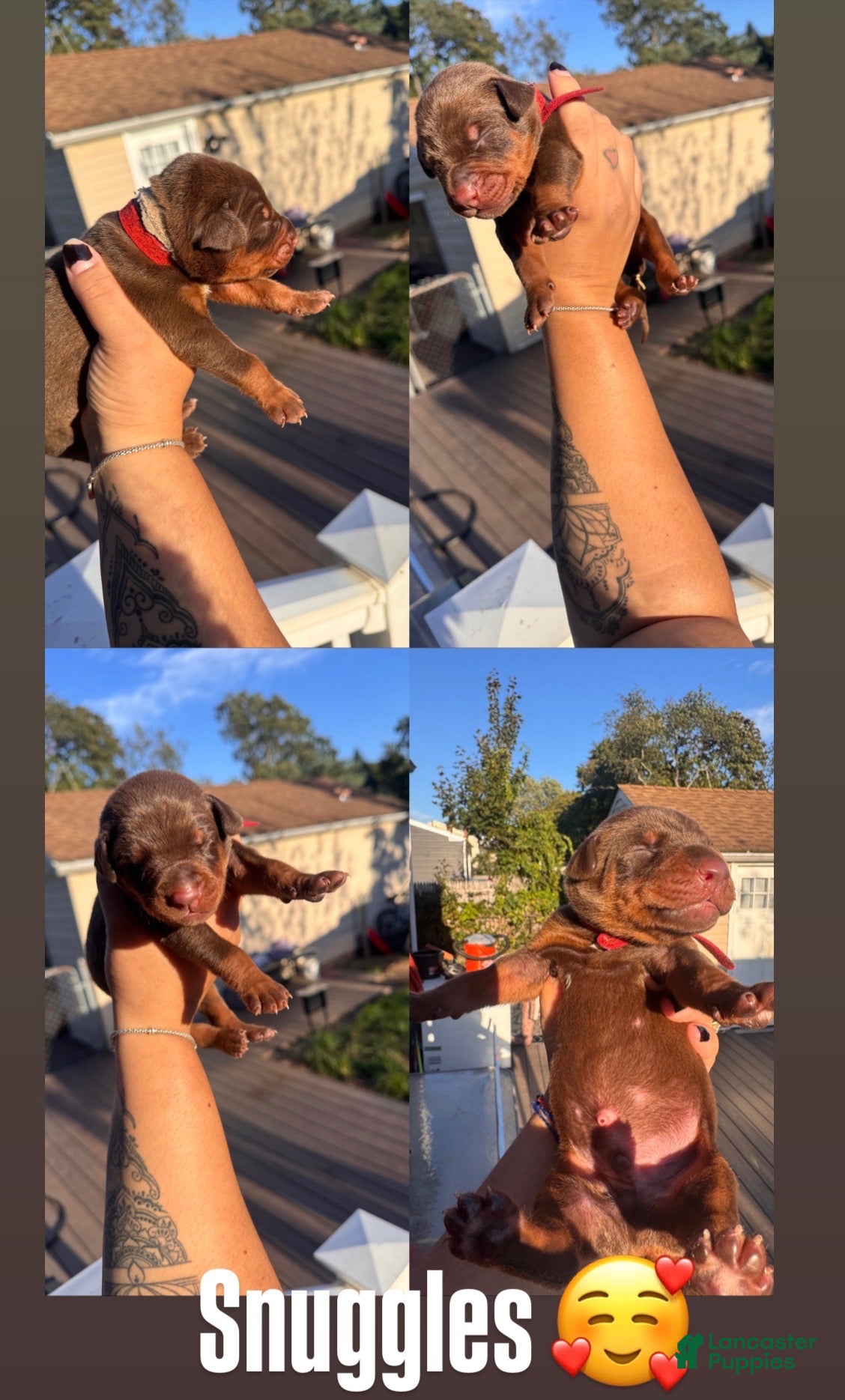 Doberman Pinscher dogs Doberman Pinscher 2 - Ad 6