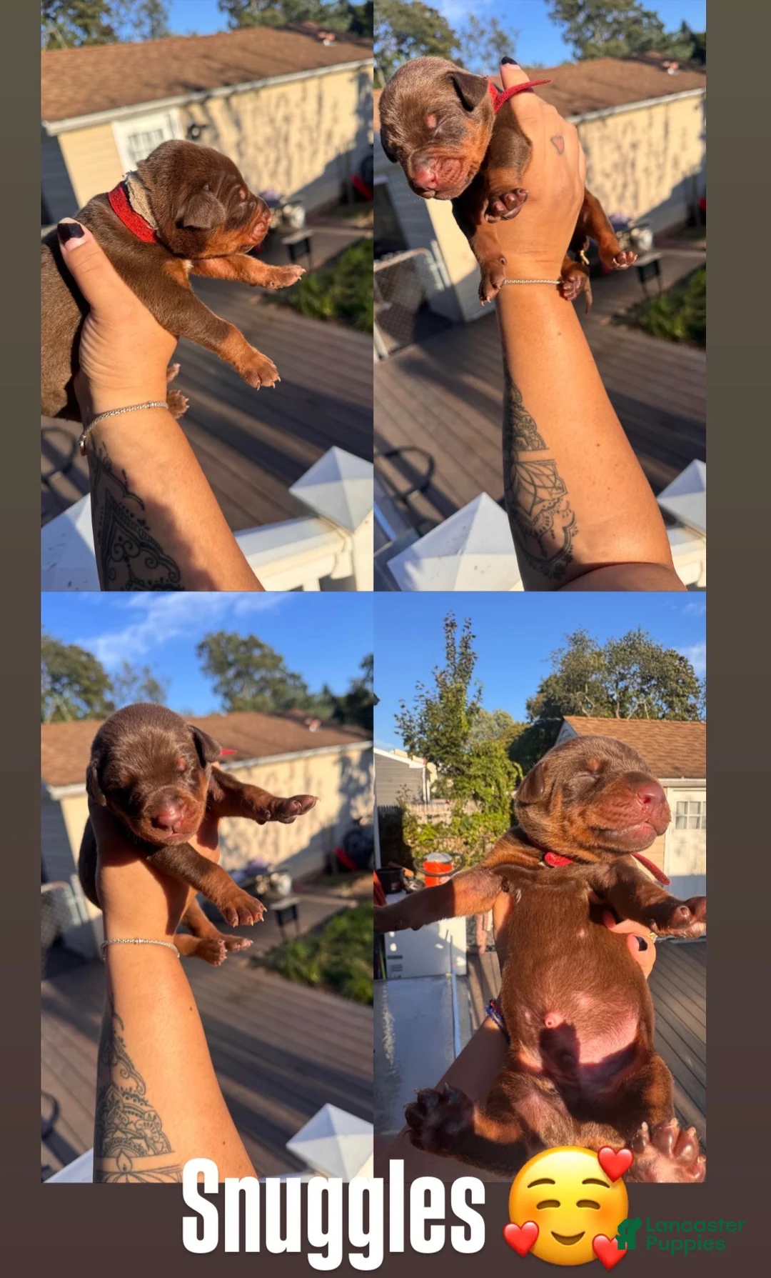 Doberman Pinscher dogs for sale: Doberman Pinscher 2 - Ad 1