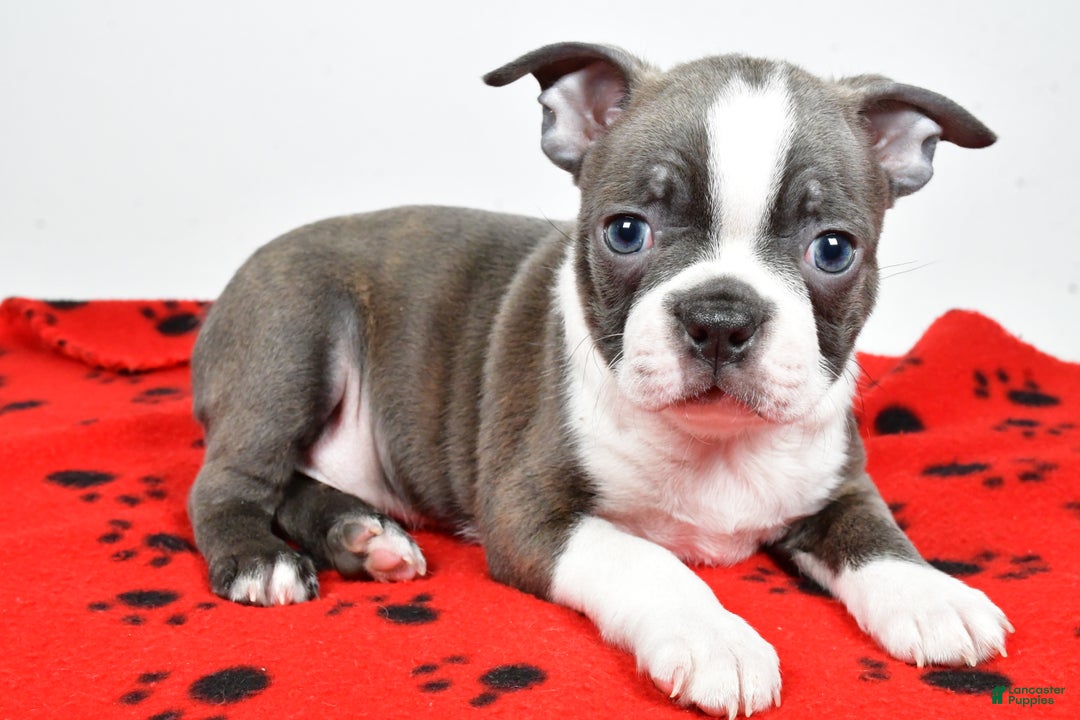 Boston Terrier dogs for sale: Rex - Ad 5