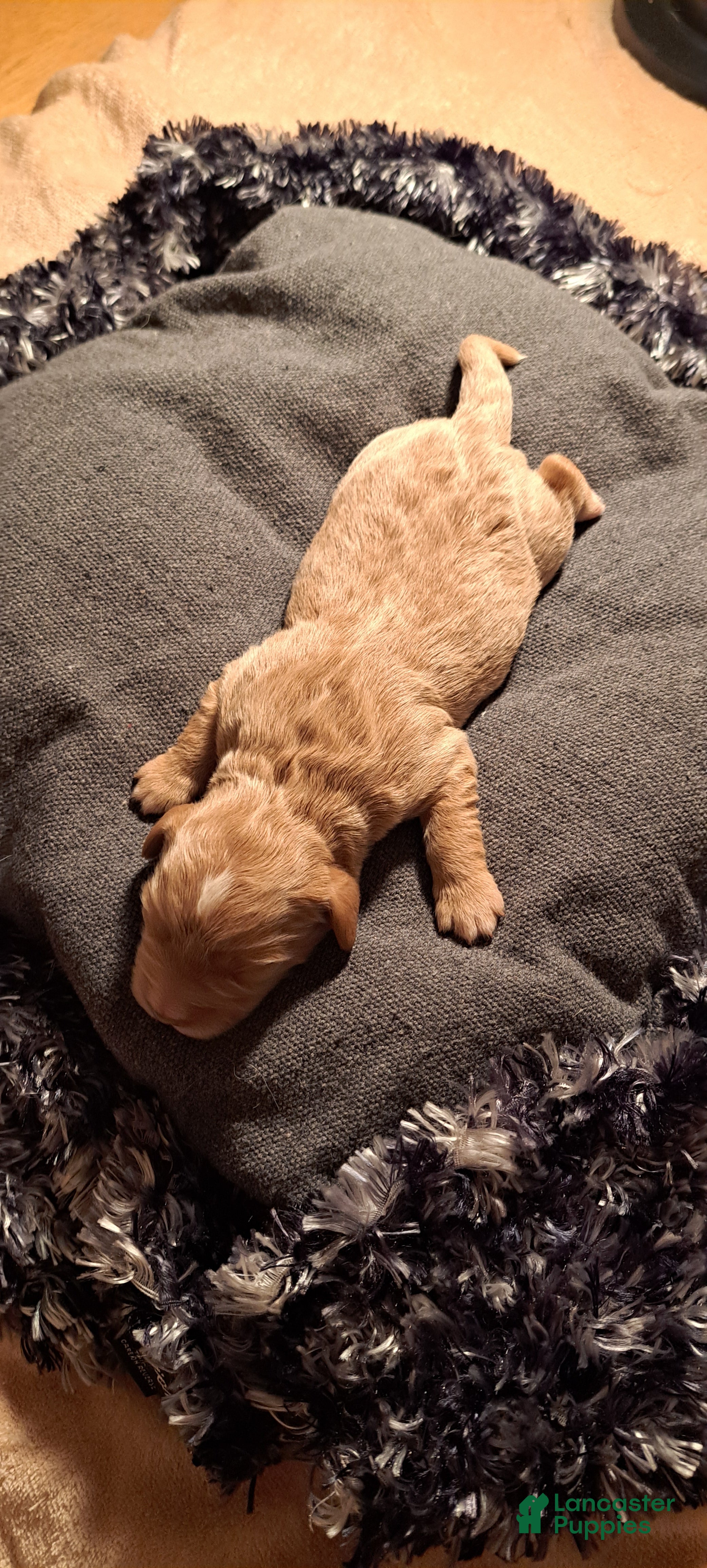 Mini Goldendoodle dogs Mini Goldendoodle Puppy 2 - Ad 1