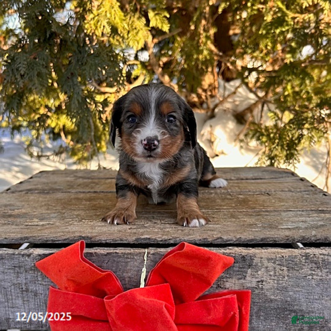 Dachshund dogs for sale: Jade - Ad 1