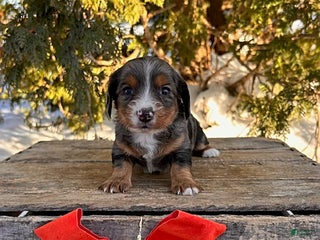Dachshund dogs Jade - Ad 11