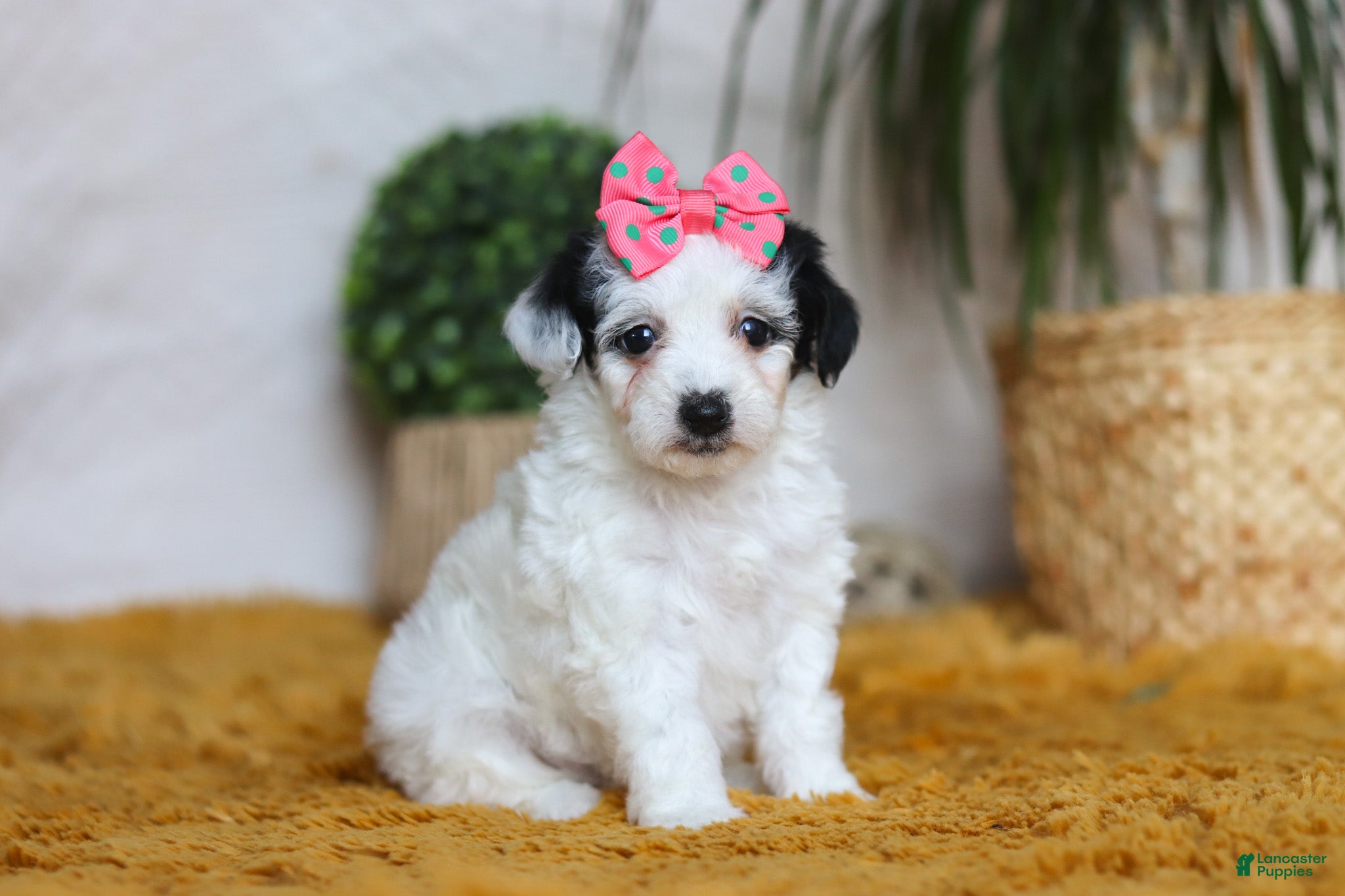 Yorkiepoo dogs Bliss - Ad 1